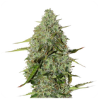 Ganesha Seeds - Deva Amnesia OG Feminisiert 3er Pack