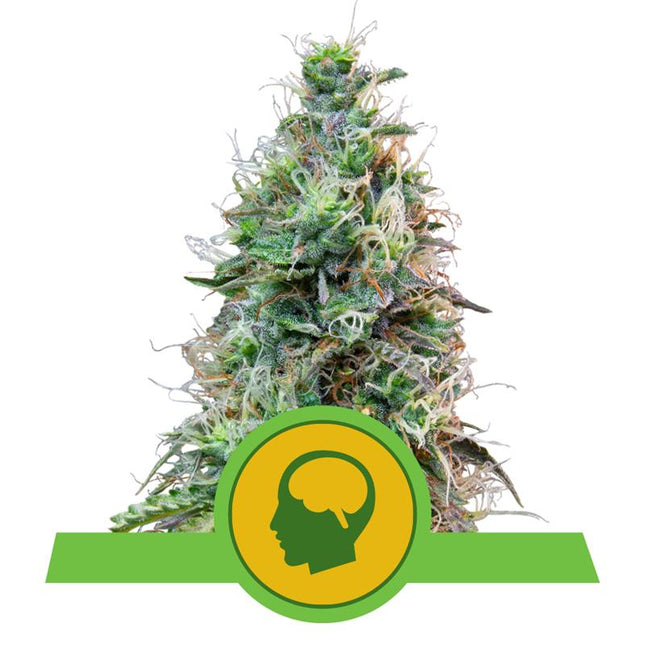 Royal Queen Seeds - Amnesia Haze Autoflower 3er Pack