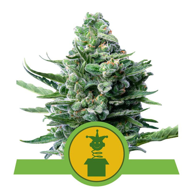 Royal Queen Seeds - Royal Jack Autoflower 3er Pack