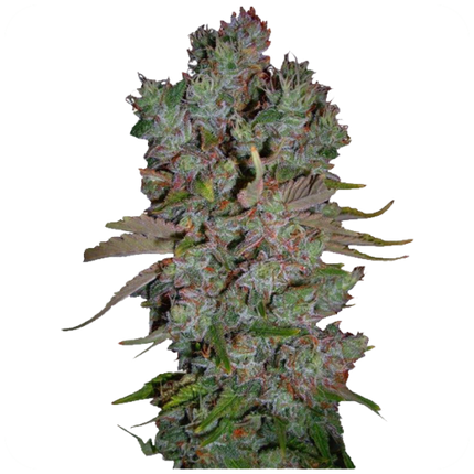 Ganesha Seeds - Deva Blueberry Cheesecake Feminisiert 3er Pack