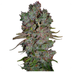 Ganesha Seeds - Deva Blueberry Cheesecake Feminisiert 3er Pack