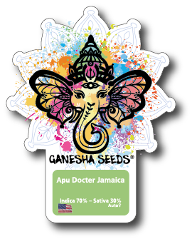 Ganesha Seeds - Apu Doctor Jamaica Autoflower 3er Pack