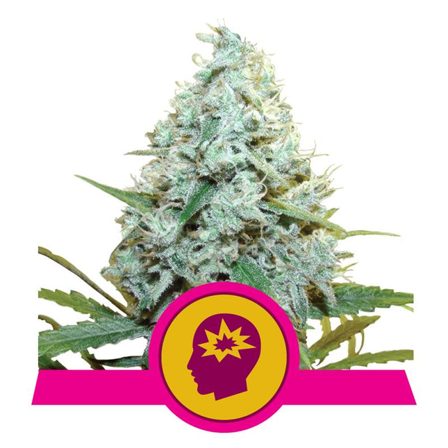 Royal Queen Seeds - AMG (Feminisiert) 3er Pack