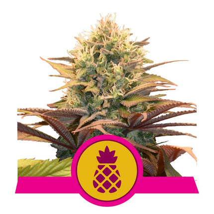 Royal Queen Seeds - Pineapple Kush (Feminisiert) 3er Pack