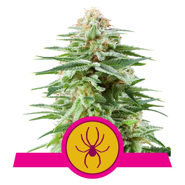 Royal Queen Seeds - White Widow (Feminisiert) 3er Pack