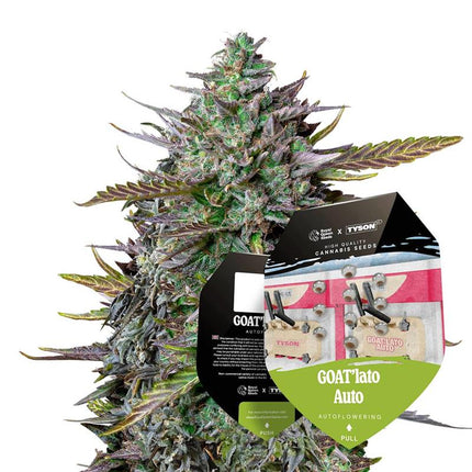 Tyson Seeds - GOATlato Autoflower 3er Pack