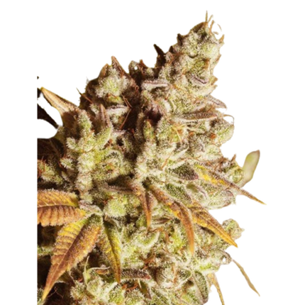 Ganesha Seeds - Deva Gorilla Glue Feminisiert 3er Pack