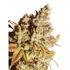 Ganesha Seeds - Deva Gorilla Glue Feminisiert 3er Pack