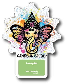 Ganesha Seeds - Lowryder Autoflower 3er Pack