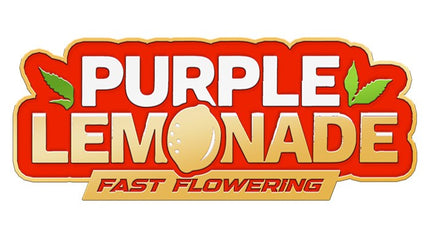 Fast Buds - Purple Lemonade (Fast Flowering)