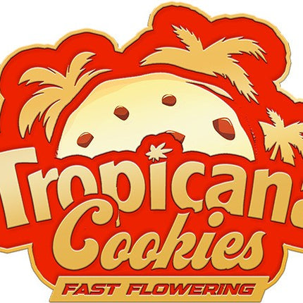 Fast Buds - Tropicana Cookies (Fast Flowering)