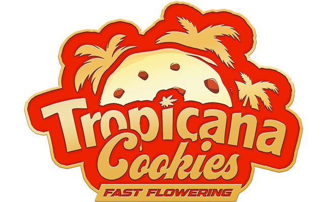 Fast Buds - Tropicana Cookies (Fast Flowering)