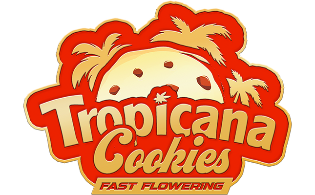 Fast Buds - Tropicana Cookies (Fast Flowering)